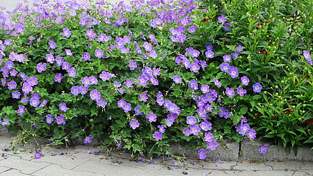 Bodziszek Rozanne Geranium hybrids