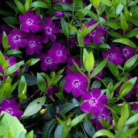 Barwinek pospolity Atropurpurea Vinca Minor