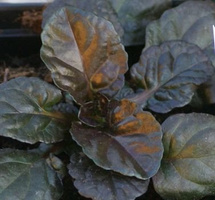Dąbrówka rozłogowa Black Scallop Ajuga Reptans
