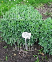 Rozchodnik wielki Matrona Sedum telephium