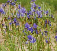 Irys Syberyjski Iris Sibirica 1l