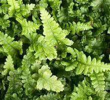 Narecznica mocna Crispa Congesta Dryopteris affinis 