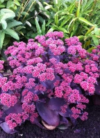 Rozchodnik wielki Oriental Dancer Sedum telephium