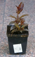 Krzewuszka Ruby Queen Weigela 1l