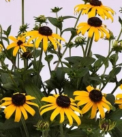 Rudbekia Błyskotliwa Goldblitz Rudbeckia Fulgida