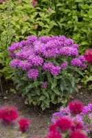 Pysznogłówka Baby Spice Monarda 9