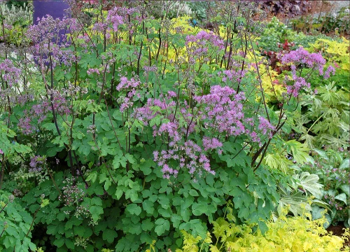 Rutewka Orlikolostna Black Stockings Thalictrum Aqulegiifolium