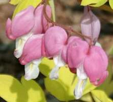 Serduszka okazała Gold Heart Dicentra Spectabilis 9-1l