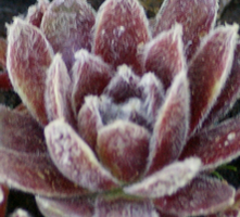 Rojnik pajęczynowaty Rubin Sempervivum Arachnoideum