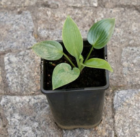 Funkia Halcyon Hosta