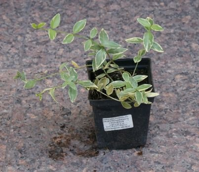 Barwinek pospolity Argenteovariegata Vinca minor 9