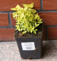 Tawuła japońska Golden Princess Spiraea japonica 1l
