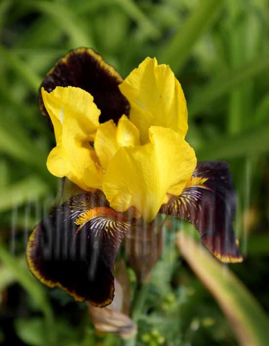 Irys, Kosaciec Golden Muffin Iris Germanica 1l