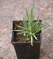 Goździk pierzasty Iced Gem Dianthus plumarius 9 