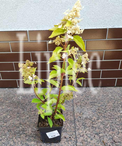 Hortensja bukietowa Dharuma Hydrangea paniculata 1l