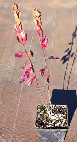 Enkiant Dzwonkowaty Enkianthus campanulatus 0,5 - 1l