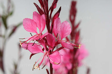 Gaura Flamingo Pink Gaura lindheimeri 1l