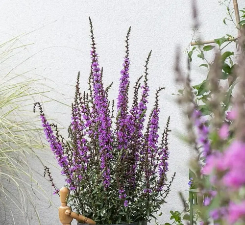 Krwawnica Luminara Lilac Lythrum hybrida