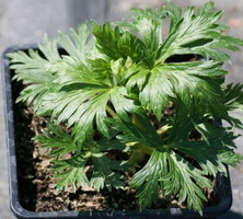 Tojad  Arendsii Aconitum carmichaelii 1l