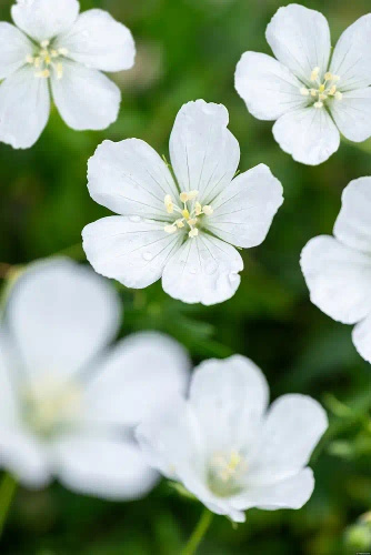 Bodziszek czerwony Album Geranium sanguineum