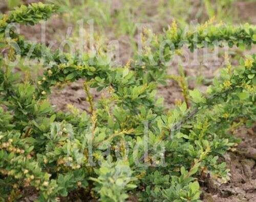 Berberys Thunberga Green Carpet Berberis Thunbergii 9 - 1l