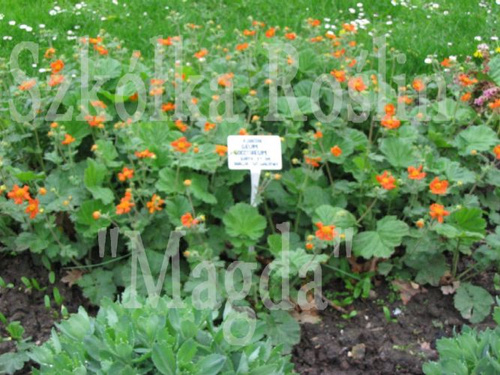 Kuklik Borisii Strain Geum Coccineum