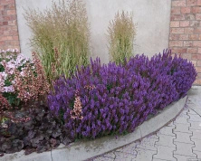 Szałwia omszona Blue Field Salvia nemorosa