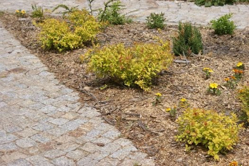 Tawuła japońska Golden Princess Spiraea japonica 1l