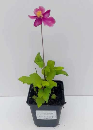 Zawilec Japoński Splendens Anemone Hupehensis 9