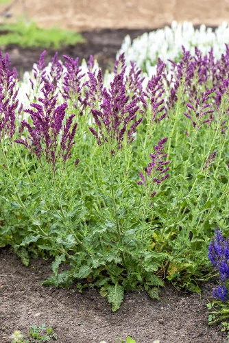 Szałwia omszona Schwellenburg Salvia nemorosa 