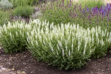 Szałwia omszona Alba (Adrian) Salvia nemorosa