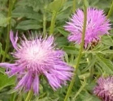 Chaber białawy Centaurea delbata 9