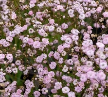 Gipsówka Rosenschleier Gypsophila hybride