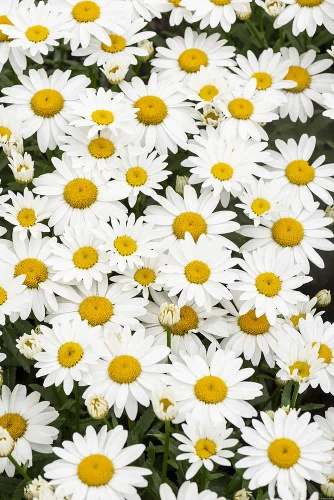 Złocień wielki Snow Cap Leucanthemum Superbum 1l