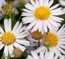 Aster letni Kalimeris wciętolistna Madiva Kalimeris incisa