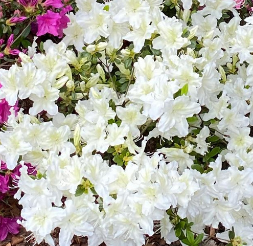 Azalia japońska Schneesturm Azalea japonicum 1l