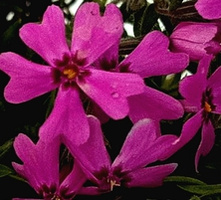 Floks Szydlasty Samson Phlox subulata 9