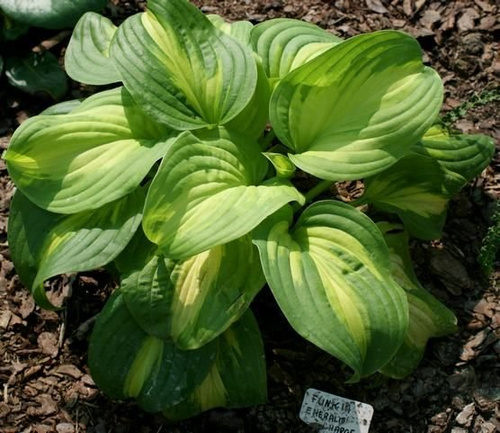 Funkia Emerald Charger Hosta 2l