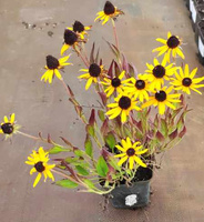 Rudbekia Błyskotliwa Little Goldstar Rudbeckia Fulgida 9