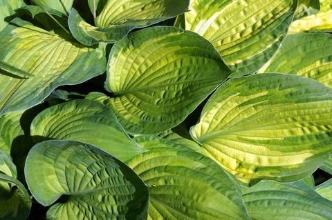 Funkia Sharmon Hosta 1 - 2l