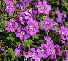 Bodziszek Sirak Geranium hybrida 9