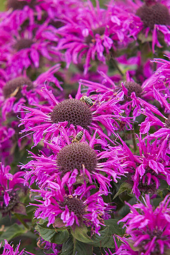 Pysznogłówka Bee-Free Monarda 9
