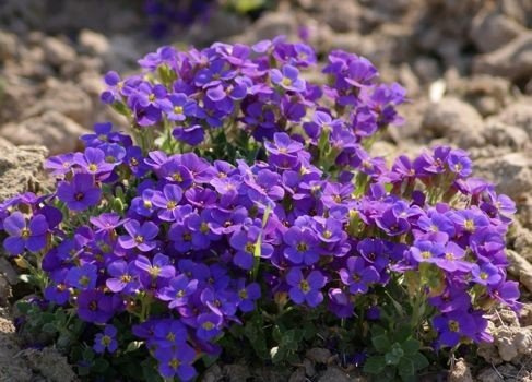Żagwin Hamburger Stadtpark Aubrieta Hybrida