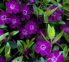 Barwinek pospolity Atropurpurea Vinca Minor