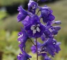 Ostróżka King Arthur Delphinium Cultorum Pacific 