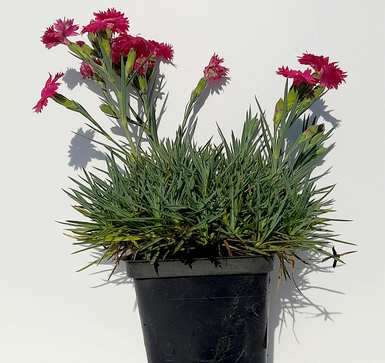 Goździk siny Czerwony Dianthus gratianopolitanus 9