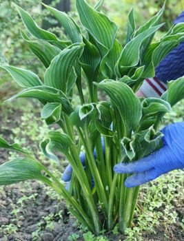 Funkia Praying Hands Hosta 2l