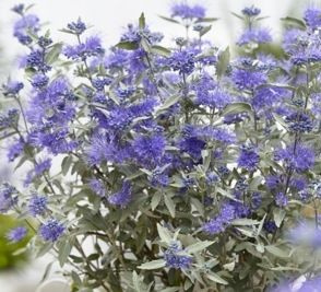 Barbula Sterling Silver Caryopteris Clandonensis 1l