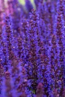 Szałwia omszona Noche Salvia nemorosa