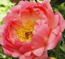 Piwonia Coral sunset Paeonia 2-3l